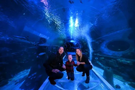 SEA LIFE Birmingham Visit for Two Adults and One Child at Birmingham