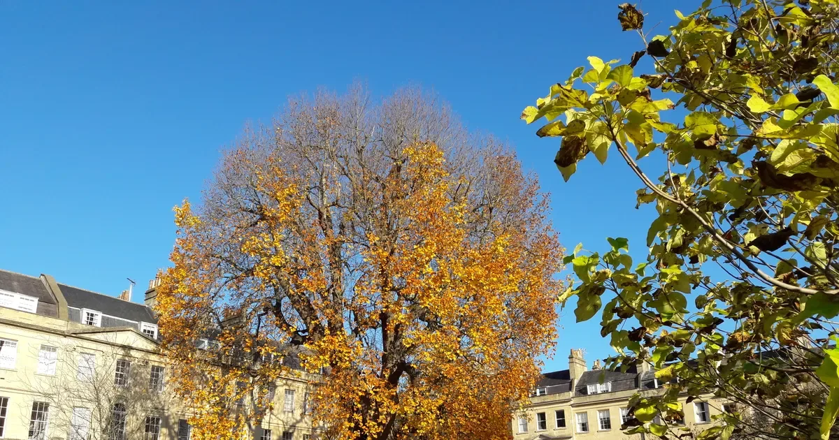 Botanical Bounty Tree Walk