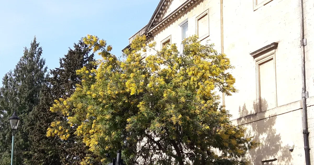 Leafy Legacies Tree Walk at Meet at the Centre of The Circus