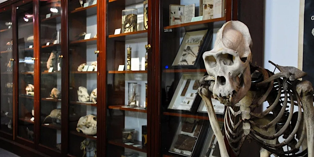 D'Arcy Thompson Zoology Museum Saturday Openings at D'Arcy Thompson Zoology Museum