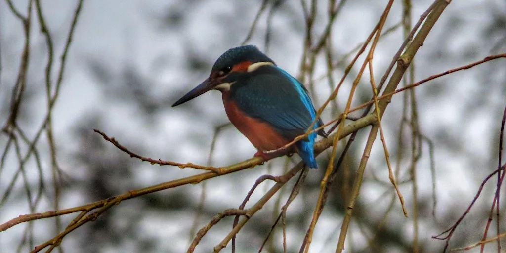 Waterside Garden - Tuesday Drop in Sessions 1:30-3:30pm at Canal and River Trust Workyard