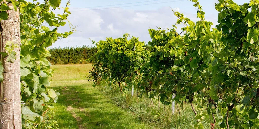 ZEST Pebblebed vineyard tour and wine tasting at Pebblebed Vineyard