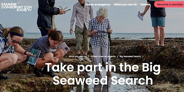 Big Seaweed Search - Hopeman