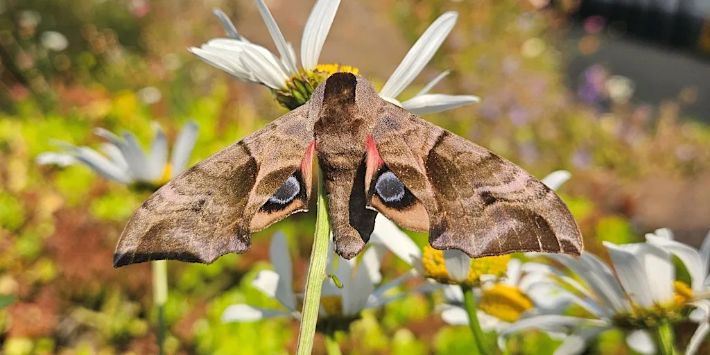 Meet the Moths at Hengistbury Head Visitor Centre