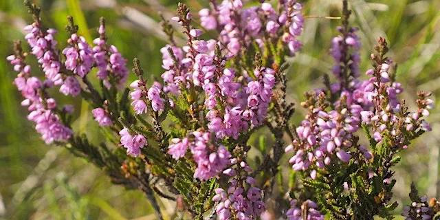 Nature and Nibbles Guided Heath Walk at Hengistbury Head Visitor Centre