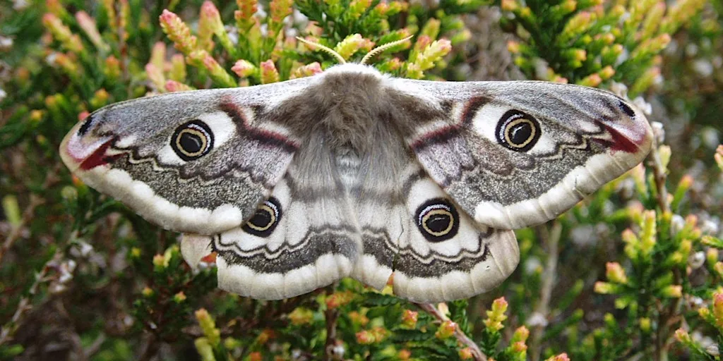 Marvellous Moth Morning Talk at Hengistbury Head Visitor Centre