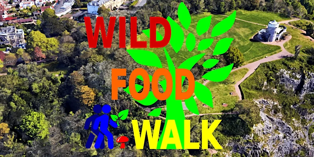 September Avon Gorge (Bristol) Wild Food Foraging/ Forager Walk. at The Avon Gorge