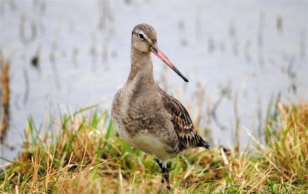 An introduction to the birds of Cley (16 August) at Cley Marshes Visitor Centre