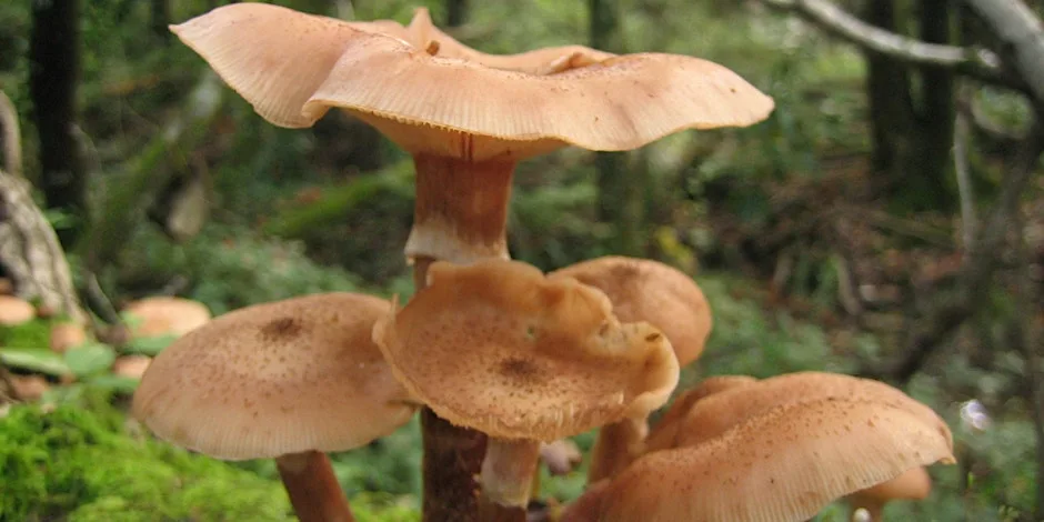 Fungi Foray at Stover Country Park