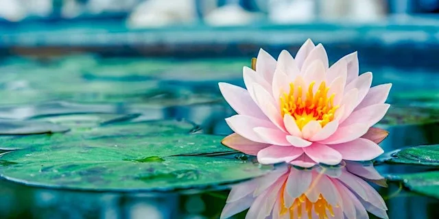 Coventry Buddhist Meditation Group at John White Community Centre