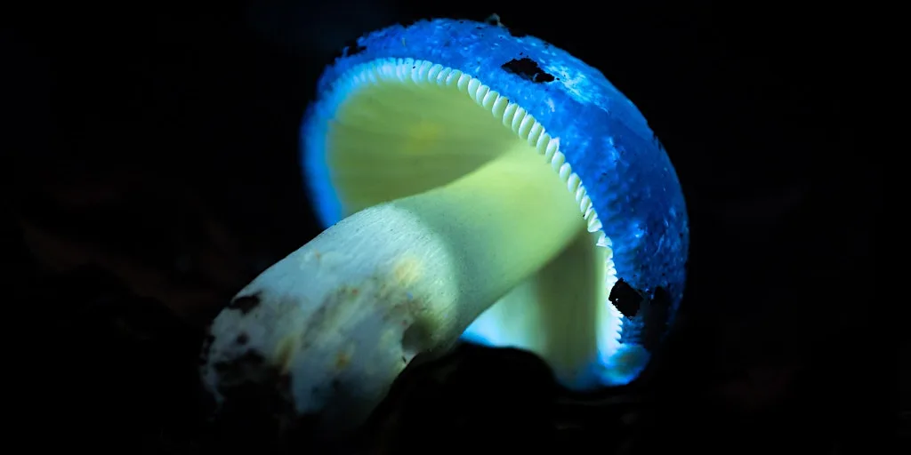 Biofluorescent Night Walk at Brandon Country Park