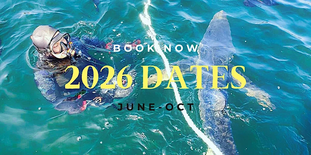 2026 DATES TO SWIM WITH BLUE SHARK(DEPOSIT ONLY)