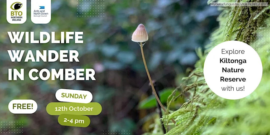 Wildlife Wander in Comber: Kiltonga Nature Reserve