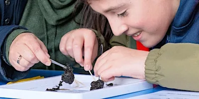Family Event: Kestrel Pellet Workshop at West Blean and Thornden Woods at The Wildart Trail