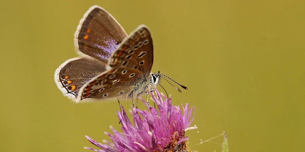 Introduction to Butterflies in Northants with David James at Pitsford Water Nature Reserve