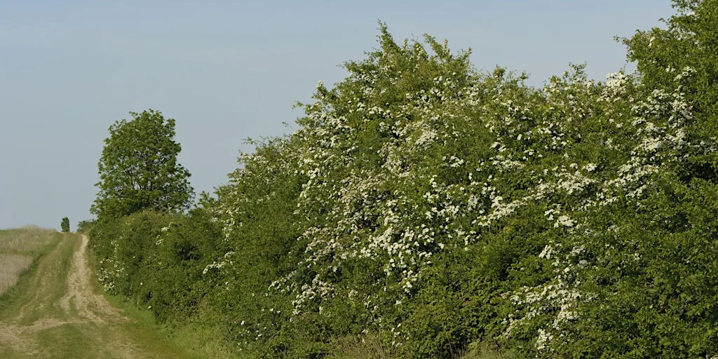 An Introduction to Hedges with Monica O'Donnell at The Manor House