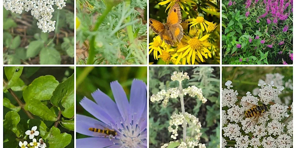 High Summer wild food walk in Surrey
