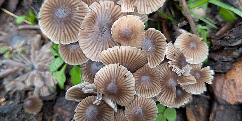Fungi Identification Walk at Ryton Pools Country Park at Ryton Pools Country Park