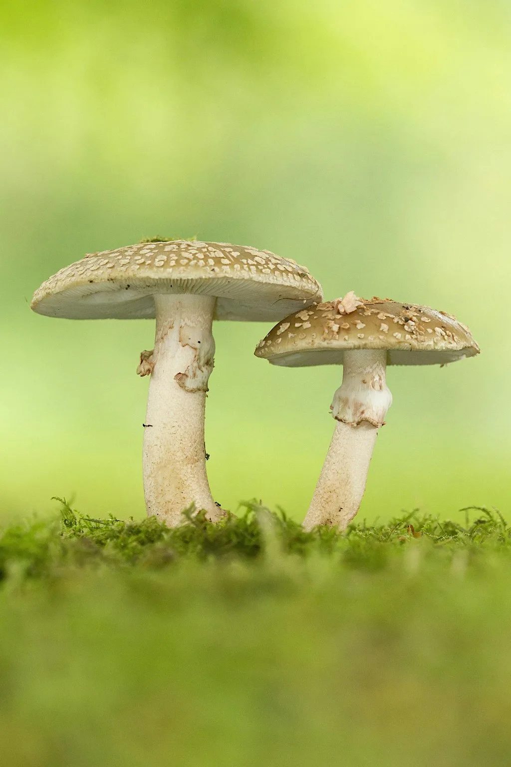 Nature Walk - Fungi at Haigh Woodland Park