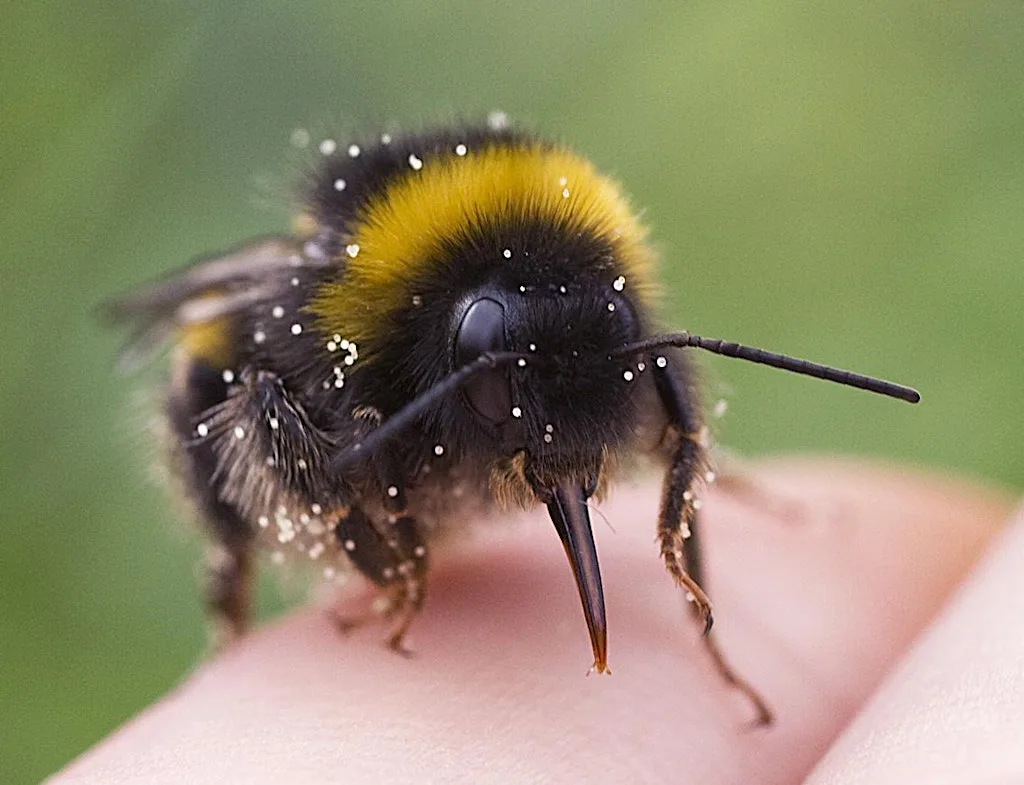 Far Ings Family Fun: Brilliant Bees at Far Ings Visitor Centre