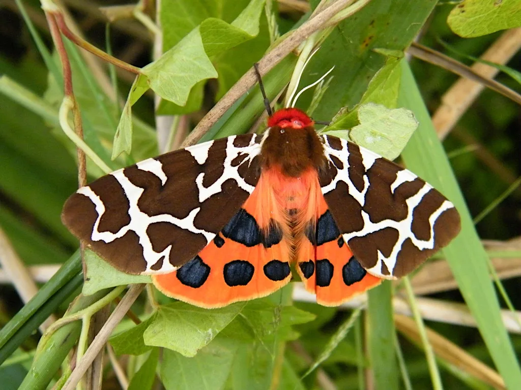 NWT Hickling Broad - Moth and butterfly walk (29 July) at NWT Hickling Broad and Marshes