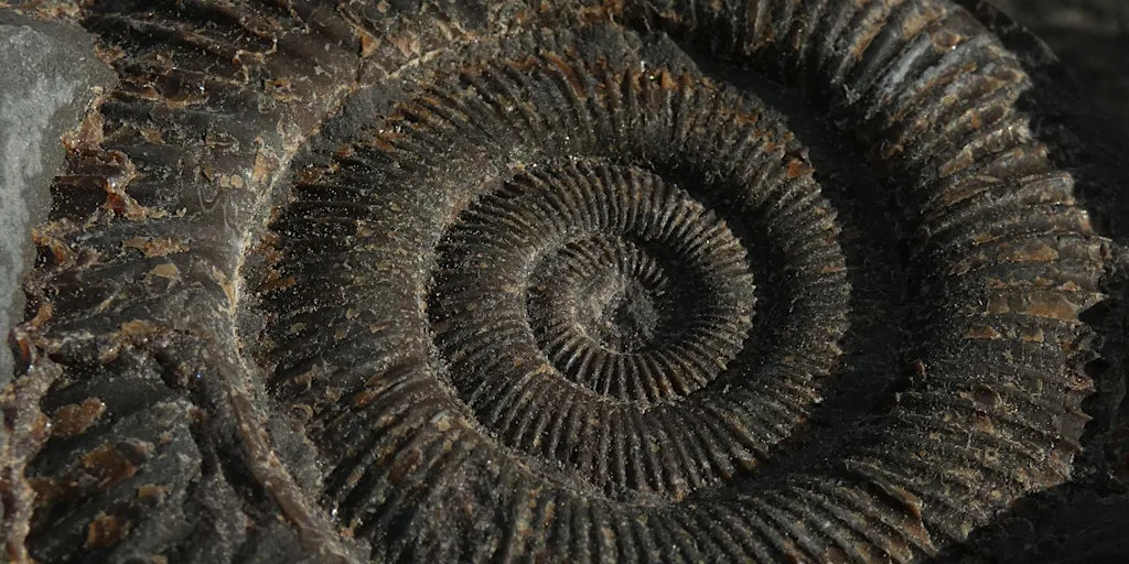 Fossil Fun at Spurn Discovery Centre