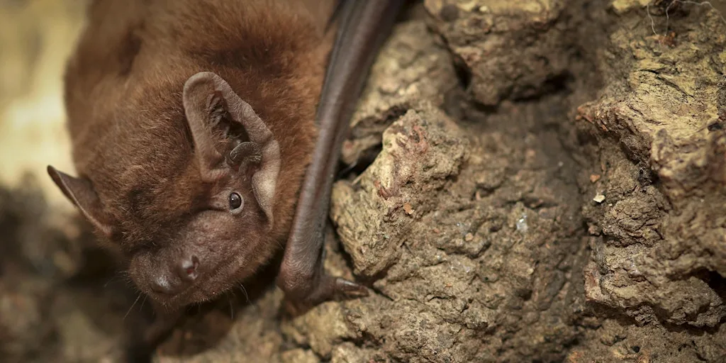 Bats for Beginners at Nower Wood Educational Nature Reserve