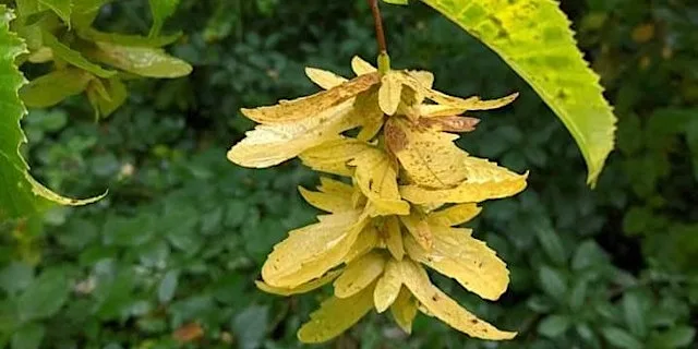 Summer Tree ID (E4P 2805) at Bradfield Woods National Nature Reserve