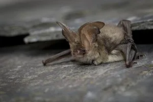 Guided Bat Walk at The Wildgrounds, Gosport