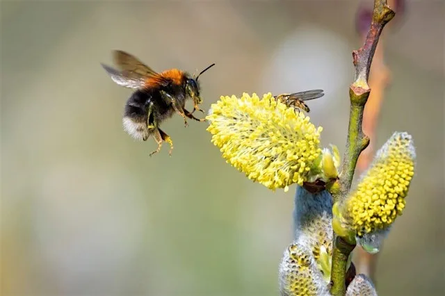 Wildlife Gardening Club “Bumblebee Safari” at Altogether Otherwise