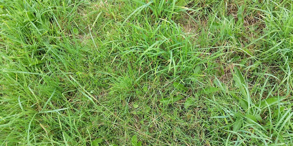Vegetative grass identification course (Devon)