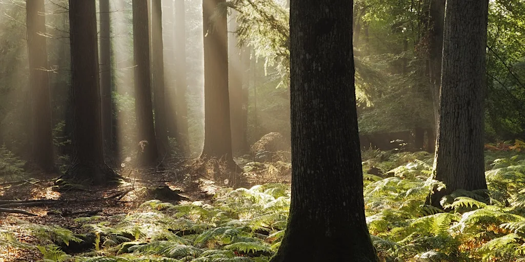 Bedfords family forest bathing