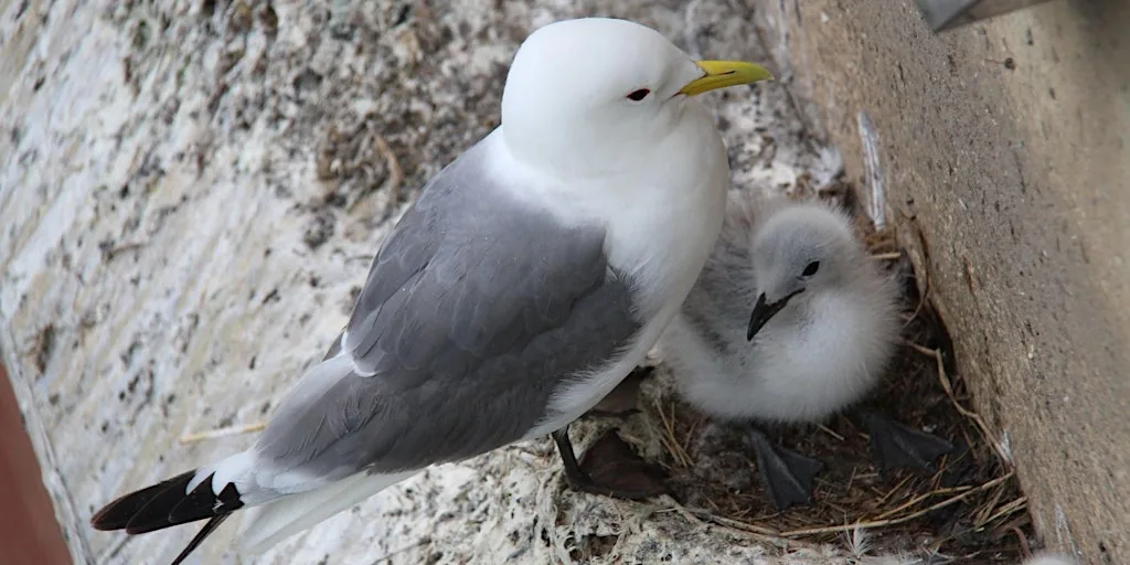 Kittiwake Talks at BALTIC Centre for Contemporary Art