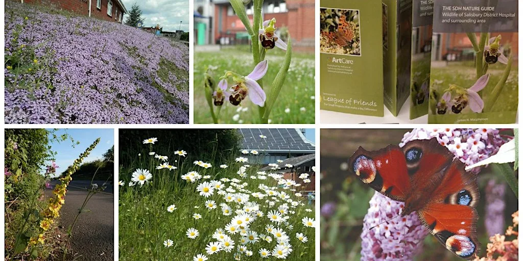 SDH Nature Walk - September at Salisbury District Hospital