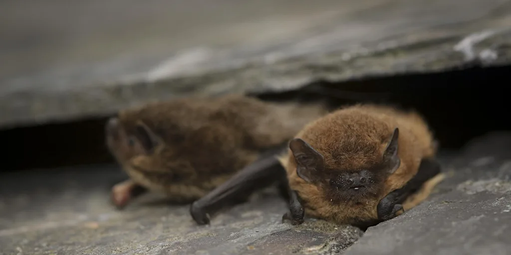 Brockholes Family Bat Walk - Thursday 27th August at Brockholes Nature Reserve