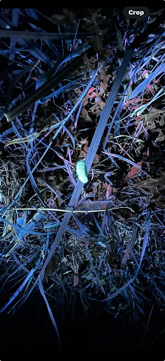 Biofluorescent Night Walk at Carlton Marshes (VCC2816) at Carlton Marshes Nature Reserve & Visitor Centre