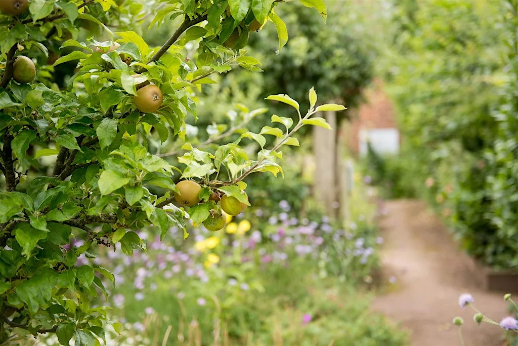 Wilder Communities - Community focus: from orchard to woodland at Lorry Park