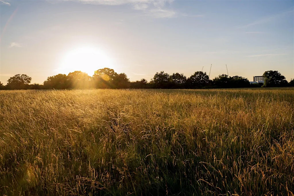 Tolworth Court Farm Rewilding Day