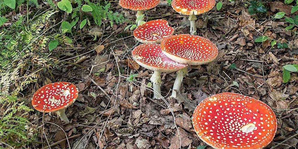 Family Fungus Foray at Wheatfen Nature Reserve