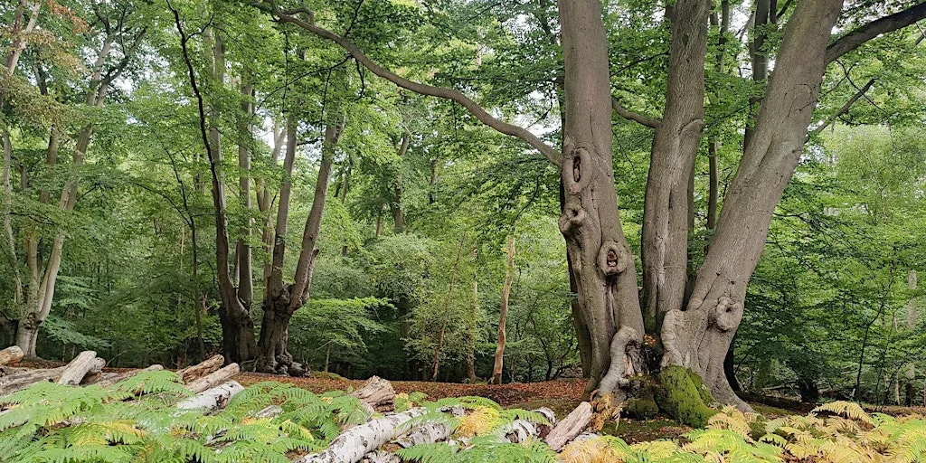 A summer trail between Epping and Chingford - Epping Forest Guided Walk