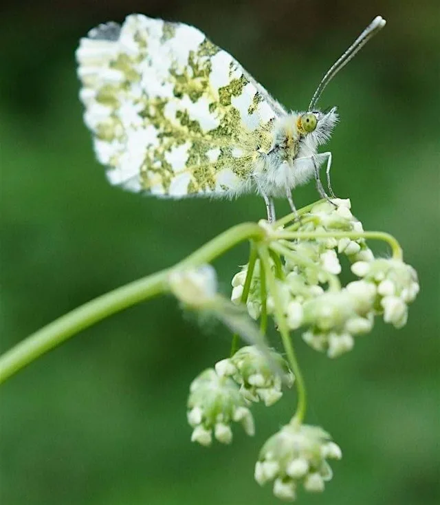 Home Education 11-16yrs: Macro Photography Workshop at Waterloo Park