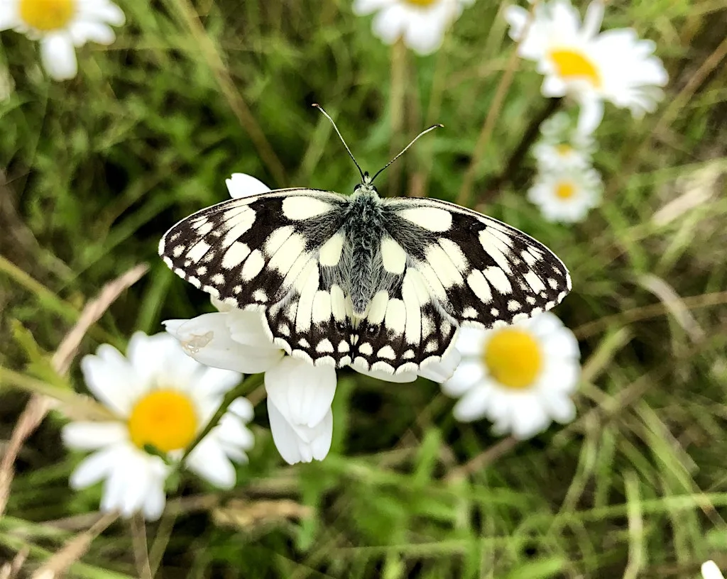 Butterfly Walk & Minibeast Hunt - Prince Philip Park at Oakmoor School