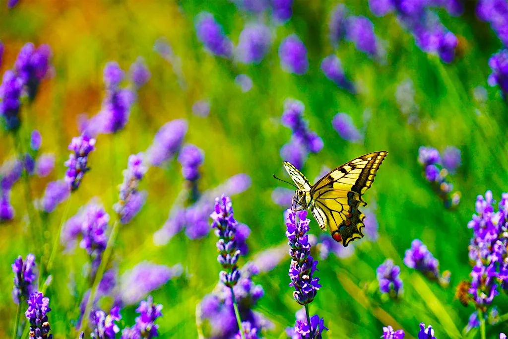 Nature Tots - Robinswood Hill - Flutter by, Little Butterfly! at Robinswood Hill Country Park