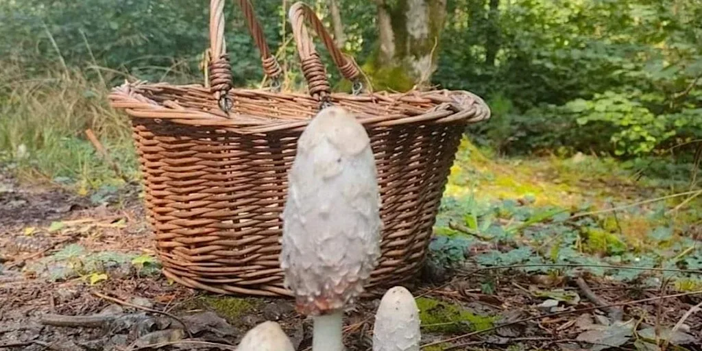 Autumn Wild Food Forage Course at The Vench - Adventure Playground & Community Centre