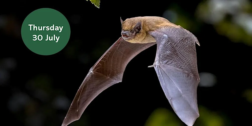 Ouse Burn Way: Bat Walk at Havannah and Three Hills Nature Reserve