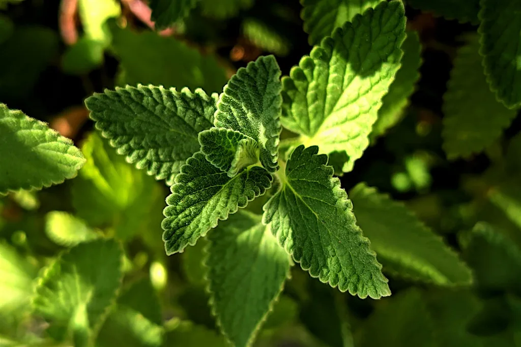 Flora Waters | Herbal Medicine Workshop at One Garden Brighton