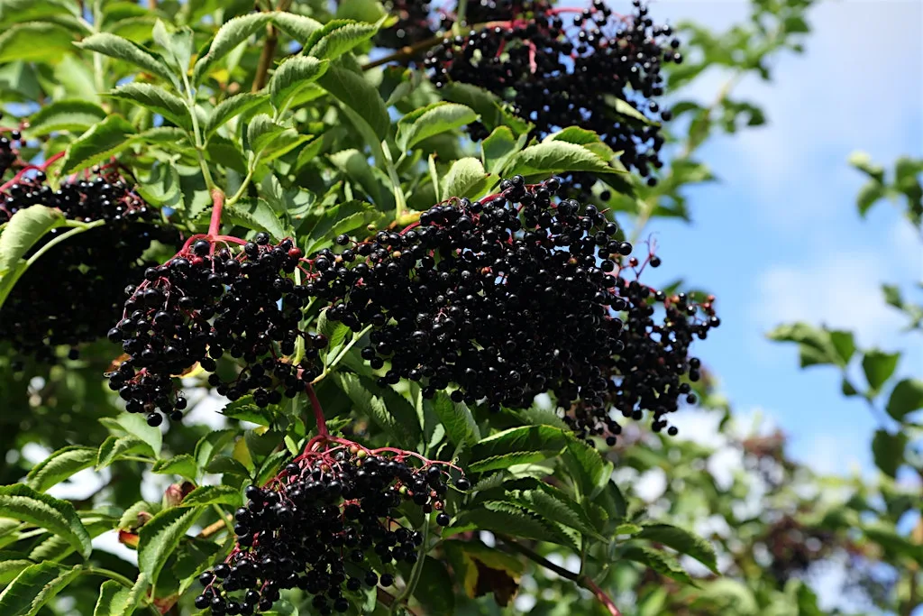 What You Wish Your Mother Taught You About Herbal Medicine at One Garden Brighton