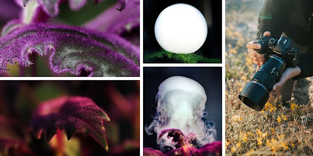 Wex Sessions: Nottingham In-Store Macro Photography Day with OM System at Wex Photo Video Nottingham