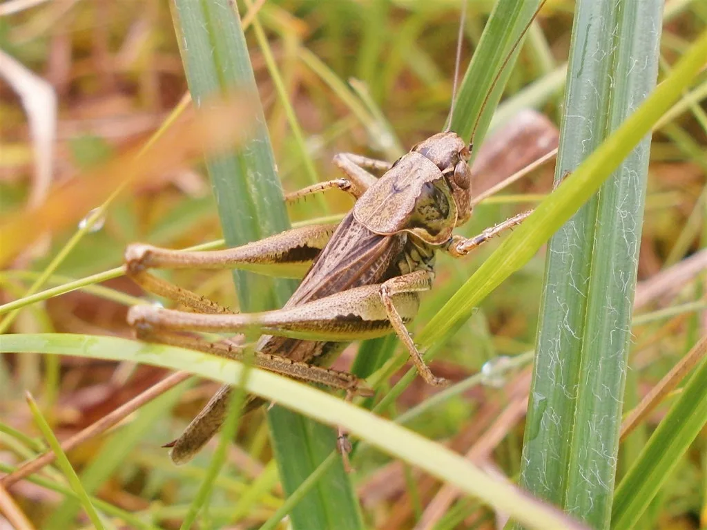 Grasshoppers and Crickets (ERCCIS Workshop) at Cubert Village Hall