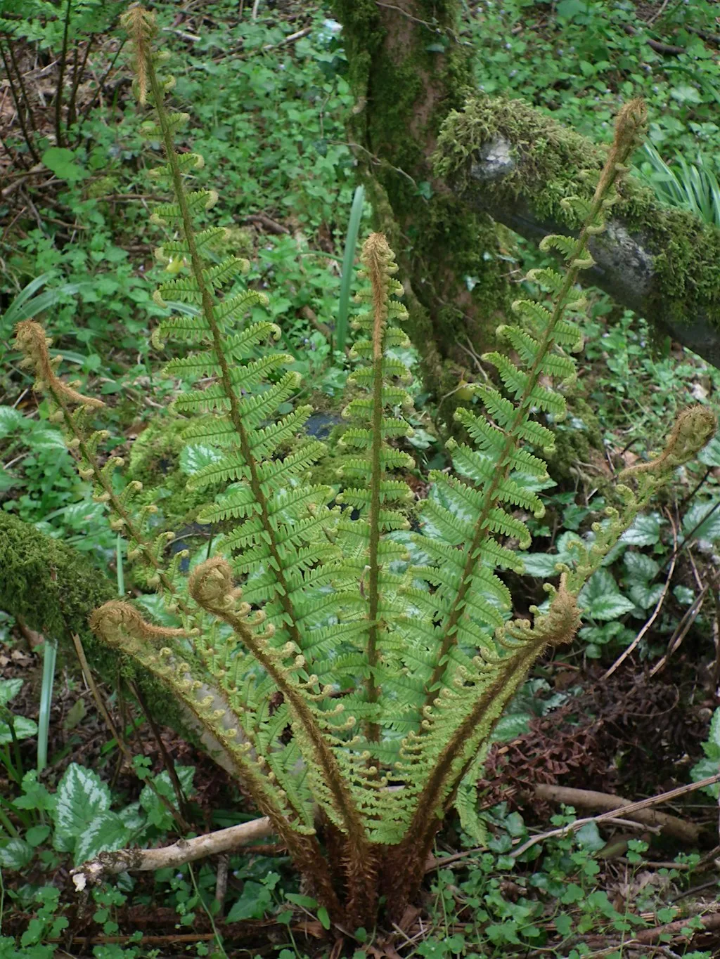Ferns (ERCCIS Workshop)